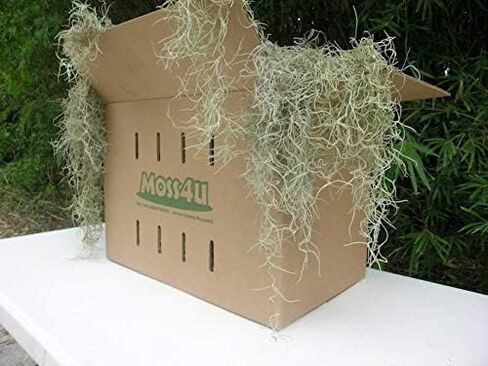 Fresh Spanish Moss for Potted Plants, Crafts, and Floral Arrangements. Super-Soft Green Plant Filler Moss, Cleaned, Natural Fresh Moss - 5lb in Saudi Arabia