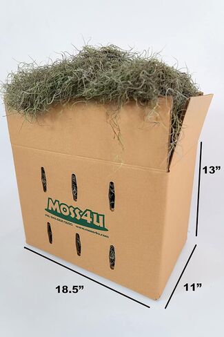 Fresh Spanish Moss for Potted Plants, Crafts, and Floral Arrangements. Super-Soft Green Plant Filler Moss, Cleaned, Natural Fresh Moss - 5lb in Saudi Arabia