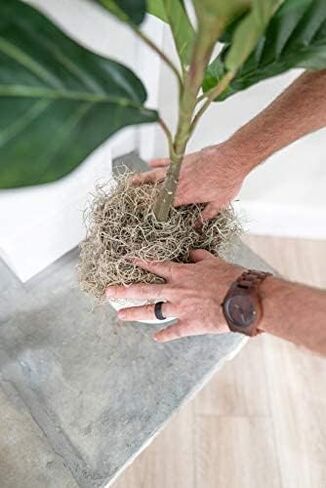 Fresh Spanish Moss for Potted Plants, Crafts, and Floral Arrangements. Super-Soft Green Plant Filler Moss, Cleaned, Natural Fresh Moss - 5lb in Saudi Arabia