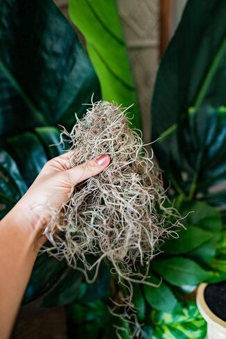 Fresh Spanish Moss for Potted Plants, Crafts, and Floral Arrangements. Super-Soft Green Plant Filler Moss, Cleaned, Natural Fresh Moss - 5lb in Saudi Arabia