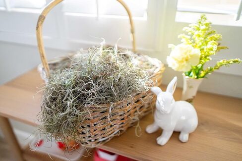 Fresh Spanish Moss for Potted Plants, Crafts, and Floral Arrangements. Super-Soft Green Plant Filler Moss, Cleaned, Natural Fresh Moss - 5lb in Saudi Arabia