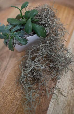 Fresh Spanish Moss for Potted Plants, Crafts, and Floral Arrangements. Super-Soft Green Plant Filler Moss, Cleaned, Natural Fresh Moss - 5lb in Saudi Arabia