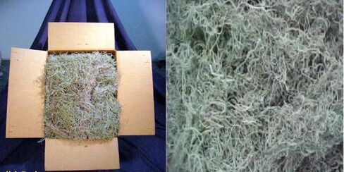 Fresh Spanish Moss for Potted Plants, Crafts, and Floral Arrangements. Super-Soft Green Plant Filler Moss, Cleaned, Natural Fresh Moss - 5lb in Saudi Arabia