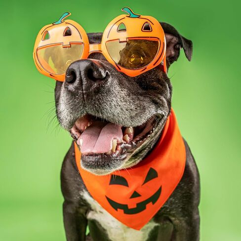 Jack-O-Lantern Halloween Dog Bandana (Orange, OS 141) in Saudi Arabia