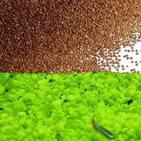 3 Pack Freshwater Aquarium Decor, Easy Growing Dwarf Carpet for Fish Tank/Terrarium, Natural Aquatic Plant Growth Material (Short Hair Grass) in Kuwait