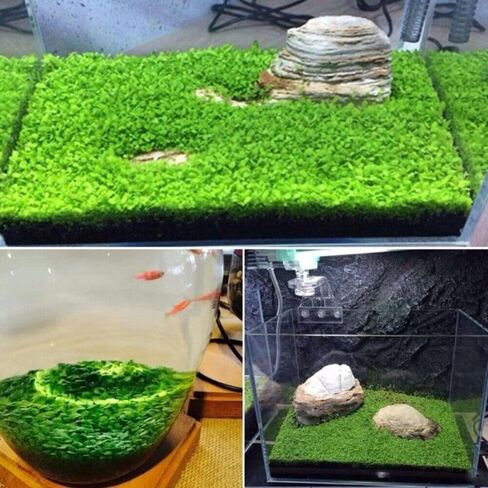 3 Pack Freshwater Aquarium Decor, Easy Growing Dwarf Carpet for Fish Tank/Terrarium, Natural Aquatic Plant Growth Material (Short Hair Grass) in Kuwait