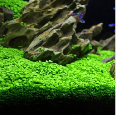 3 Pack Freshwater Aquarium Decor, Easy Growing Dwarf Carpet for Fish Tank/Terrarium, Natural Aquatic Plant Growth Material (Short Hair Grass) in Kuwait