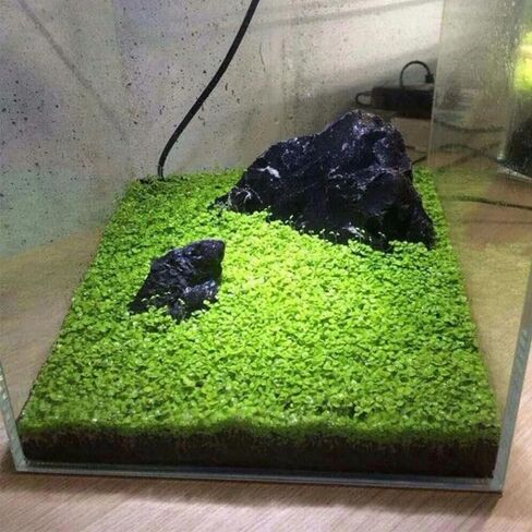 3 Pack Freshwater Aquarium Decor, Easy Growing Dwarf Carpet for Fish Tank/Terrarium, Natural Aquatic Plant Growth Material (Short Hair Grass) in Kuwait