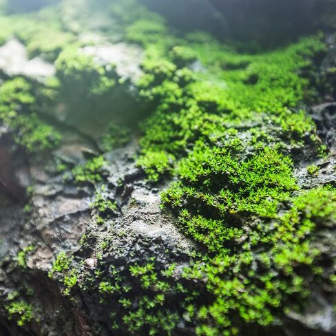 Petrichor Spragrance Oil (نسختنا من اسم العلامة التجارية) - (زجاجة 4 أوقية) لصنع الشموع ، صنع الصابون ، صنع تورتة ، بخاخات الغرفة ، المستحضرات ، معطرات السيارات ، الوحل ، قنابل الحمام ، الدفء ... in Saudi Arabia