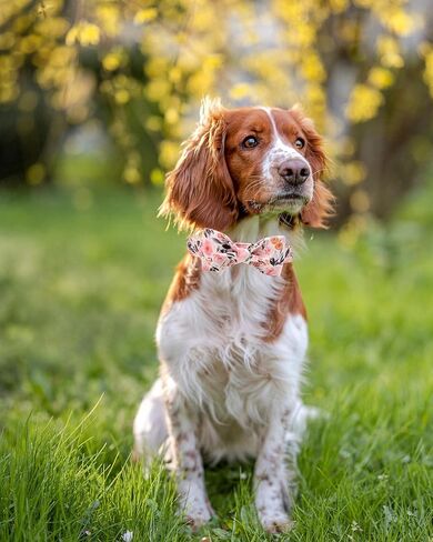 Elegant little tail Fall Dog Collar, Male or Female Dog Collar with Bow Adjustable Soft Bow tie Dog Collars for Small Dogs in Saudi Arabia