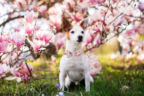 Elegant little tail Fall Dog Collar, Male or Female Dog Collar with Bow Adjustable Soft Bow tie Dog Collars for Small Dogs in Saudi Arabia