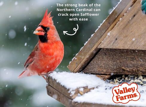 Valley Farms Fruit Nut & Berry 4 LB 2-Pack (8 LB Total) Wild Bird Food for Outside Feeders, Bird Seed with Dried Fruit, Peanuts Sunflower Hearts, Safflower High Energy Mix for Healthy Birds! in Saudi Arabia