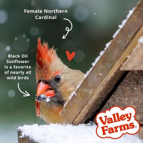 Valley Farms Fruit Nut & Berry 4 LB 2-Pack (8 LB Total) Wild Bird Food for Outside Feeders, Bird Seed with Dried Fruit, Peanuts Sunflower Hearts, Safflower High Energy Mix for Healthy Birds! in Saudi Arabia