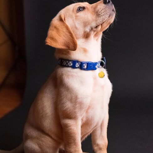 6pcs أجراس طوق الحيوانات الأليفة صوت هش للقطط والكلاب سحر قلادة عاكسة لسهولة إكسسوارات الرقبة الداخلية في الأماكن المغلقة in Kuwait