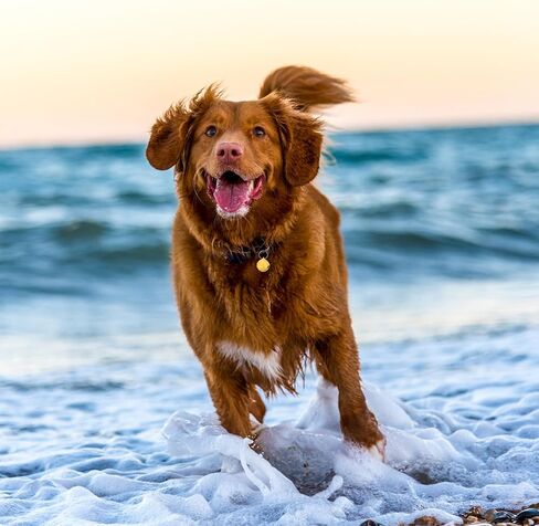 6pcs أجراس طوق الحيوانات الأليفة صوت هش للقطط والكلاب سحر قلادة عاكسة لسهولة إكسسوارات الرقبة الداخلية في الأماكن المغلقة in Kuwait