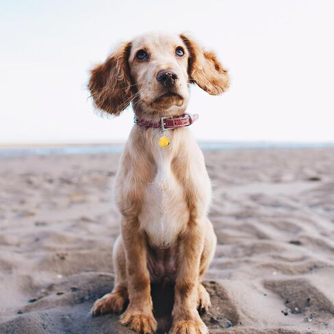 6pcs أجراس طوق الحيوانات الأليفة صوت هش للقطط والكلاب سحر قلادة عاكسة لسهولة إكسسوارات الرقبة الداخلية في الأماكن المغلقة in Kuwait