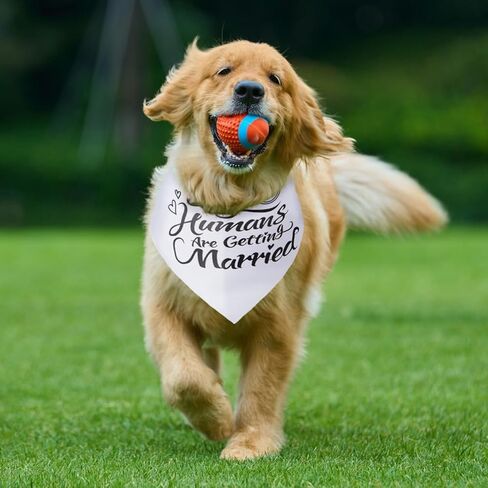 Wedding Dog Bandana, My Humans are Getting Married Dog Bandanas, Premium Dogs Wedding Outfit as an Engagement Gifts for Couples in Saudi Arabia