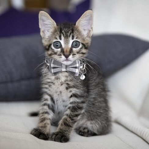 2 PCS Cat Cat Twhible مع أجراس كات طوق الانفصال اللطيف بوتي بلود الياقات مع إكسسوارات هريرة قابلة للتعديل ناعمة للقطط الداخلية والحيوانات الأليفة الصغيرة in Saudi Arabia