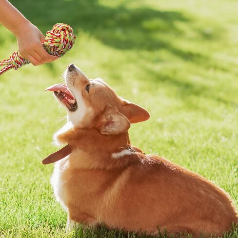 6 PCS Dog Bungee Tug Toys with Stakes Dog Tug of War Toys مجموعة مضغ في الهواء الطلق وربط الحبل اللوازم التفاعلية للداخلية في الهواء الطلق أشجار أشجار كبيرة متوسطة صغيرة صغيرة in Kuwait