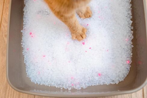 Crystals Premium Cat Litter Non-Clumping - Maximum Odor Control, 99.9% Dust Free, Soft on Paws, Unscented 8 lb (1 x 8 lb Pack) in Saudi Arabia