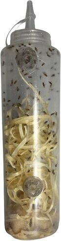 Live Wingless Fruit Fly (Freshly Seeded) Easy Feed Bottle (Drosophila Hydei) for Feeding Mantis, Jumping Spiders, Lizards, Tree Frogs, Tropical Fish, ant Farms in Saudi Arabia