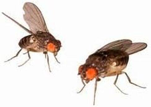 Live Wingless Fruit Fly (Freshly Seeded) Easy Feed Bottle (Drosophila Hydei) for Feeding Mantis, Jumping Spiders, Lizards, Tree Frogs, Tropical Fish, ant Farms in Saudi Arabia