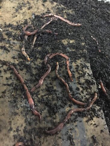 NightCrawlers, Superworms, Red Wigglers, Compost & Bait Worm Food, 2 Lbs (2 Lbs) in Saudi Arabia
