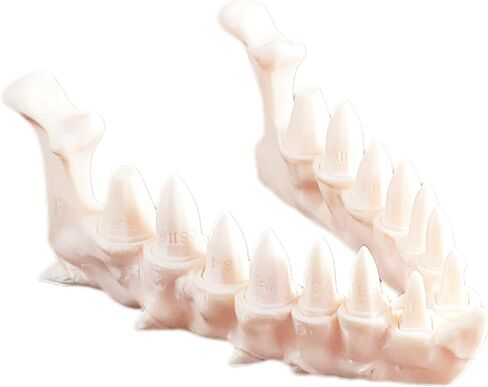 Dragon Fang Dice مجموعة مع jawbone حامل الأبراج المحصنة والتنين (مطلية) in Saudi Arabia