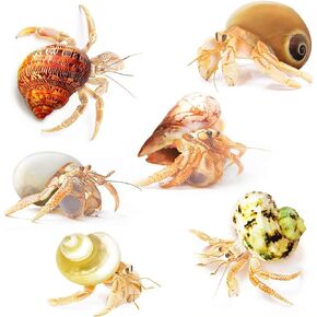 JOR Hermit Crab Shells, A Must for New Starter Habitats, Shelter for Crustaceans, Terrarium Decoration, Growth Turbo Seashells in Various Shapes and Sizes.