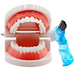 Dental Teeth Model with Denture Toothbrush, Standard Teeth Model Brushing Tooth, Denture Mouth Model Demonstration for Kids Dental Teaching Tools Study Supplies