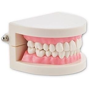 Dental Dentist Flesh Pink Gums Standard Teeth Tooth Teach Model