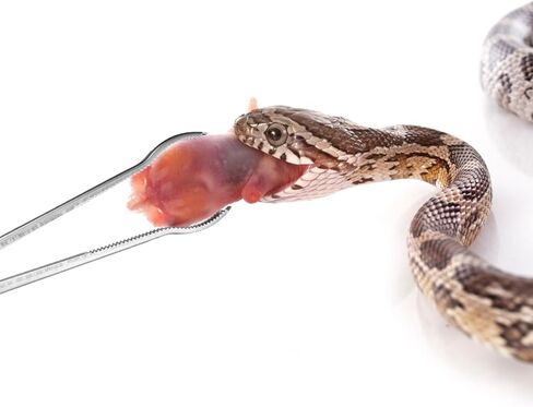 Reptile Feeding Tongs, 15 Inch Snake Feeding Tongs Anti-Skid Easy-Grip Extra Long Tweezers for Terrarium Corn Ball Python Accessories Axolotl Bearded Dragon Feeding Supplies in Saudi Arabia