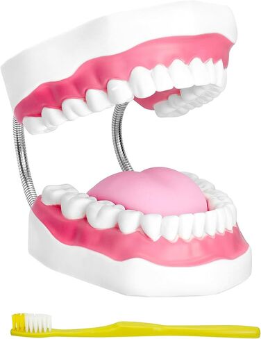 مفصل معدني لنموذج الفم الاحترافي من QWORK لعلاج النطق، كبير 6X مع مجموعة كاملة من الأسنان واللسان القابل للإزالة، نموذج تعليمي لأطقم الأسنان in Kuwait