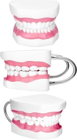 مفصل معدني لنموذج الفم الاحترافي من QWORK لعلاج النطق، كبير 6X مع مجموعة كاملة من الأسنان واللسان القابل للإزالة، نموذج تعليمي لأطقم الأسنان in Kuwait