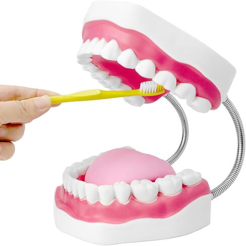 مفصل معدني لنموذج الفم الاحترافي من QWORK لعلاج النطق، كبير 6X مع مجموعة كاملة من الأسنان واللسان القابل للإزالة، نموذج تعليمي لأطقم الأسنان in Kuwait