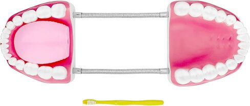 مفصل معدني لنموذج الفم الاحترافي من QWORK لعلاج النطق، كبير 6X مع مجموعة كاملة من الأسنان واللسان القابل للإزالة، نموذج تعليمي لأطقم الأسنان in Kuwait