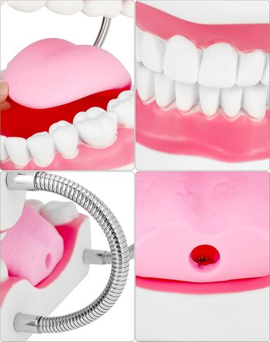 مفصل معدني لنموذج الفم الاحترافي من QWORK لعلاج النطق، كبير 6X مع مجموعة كاملة من الأسنان واللسان القابل للإزالة، نموذج تعليمي لأطقم الأسنان in Kuwait