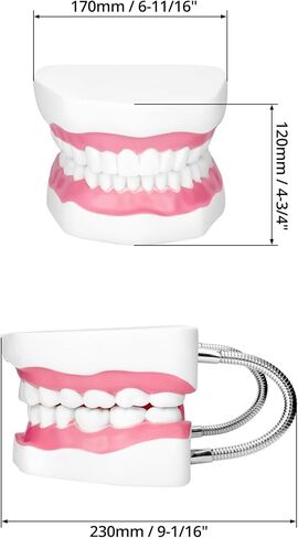 مفصل معدني لنموذج الفم الاحترافي من QWORK لعلاج النطق، كبير 6X مع مجموعة كاملة من الأسنان واللسان القابل للإزالة، نموذج تعليمي لأطقم الأسنان in Kuwait