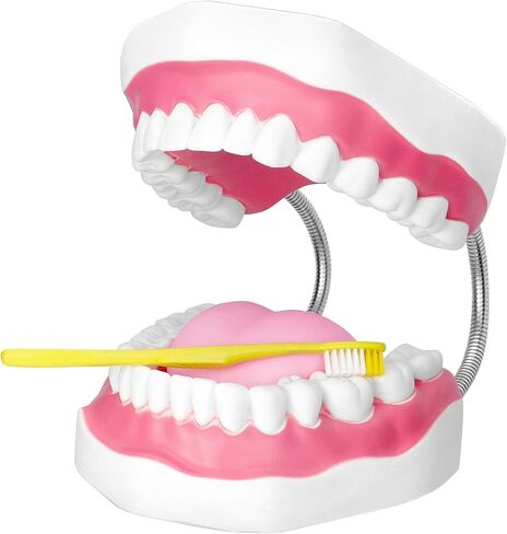 مفصل معدني لنموذج الفم الاحترافي من QWORK لعلاج النطق، كبير 6X مع مجموعة كاملة من الأسنان واللسان القابل للإزالة، نموذج تعليمي لأطقم الأسنان in Kuwait