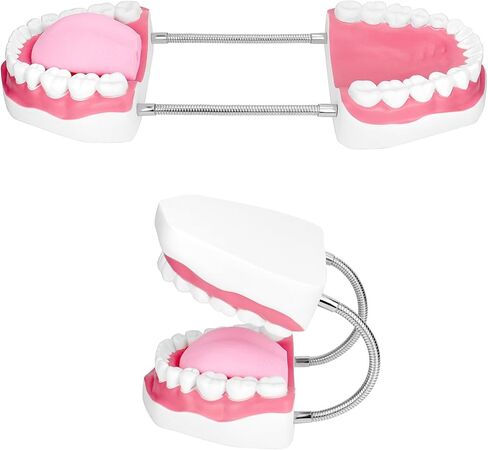 مفصل معدني لنموذج الفم الاحترافي من QWORK لعلاج النطق، كبير 6X مع مجموعة كاملة من الأسنان واللسان القابل للإزالة، نموذج تعليمي لأطقم الأسنان in Kuwait