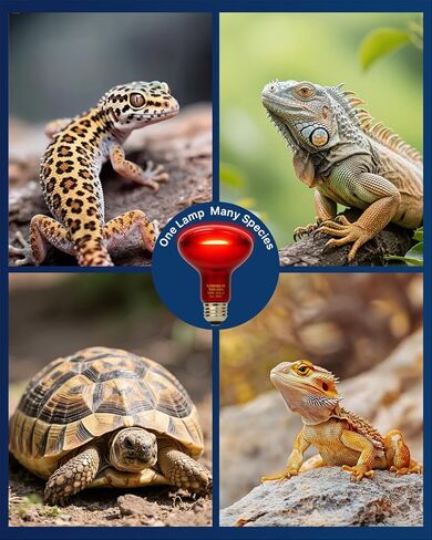 Flsnt 2 حزمة المصابيح الزواحف الحمراء المصباح ، 75 واط أشعة الأشعة تحت الحمراء ضوء بقعة البقعة للسلاحف ، القداس الذروة ، بيثون الكرة ، التنين الملتحي ، الدجاج in Kuwait