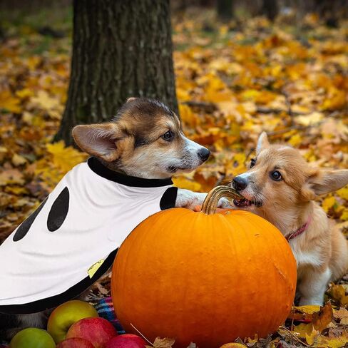Nacoco Halloween Dog Ghost Hoodies - قميص زي الكلب المحملات للكلاب الصغيرة مضحك لطيف (s) in Kuwait