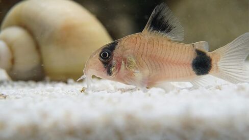 5 Panda Corydoras, Panda Corycats, Cute Freshwater Aquarium Catfish in Saudi Arabia