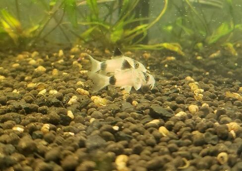 5 Panda Corydoras, Panda Corycats, Cute Freshwater Aquarium Catfish in Saudi Arabia