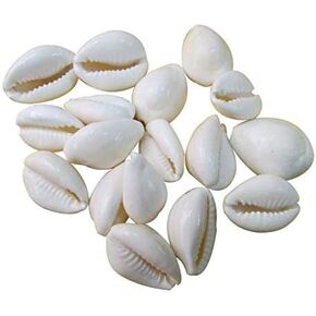 Natural White Cowrie Shells for Pooja Rituals, Pack of 11 Pieces, 6 x 6 x 0.75 inches in Kuwait
