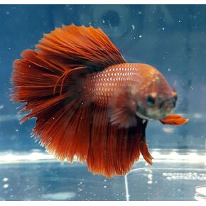Betta Splendens Siamese Male Fighting Fish - Assorted Colors | Live Tropical Aquarium Fish in Saudi Arabia