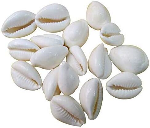 قذائف Cowrie البيضاء الطبيعية لطقوس بوجا ، حزمة من 11 قطعة ، 6 × 6 × 0.75 بوصة in Kuwait