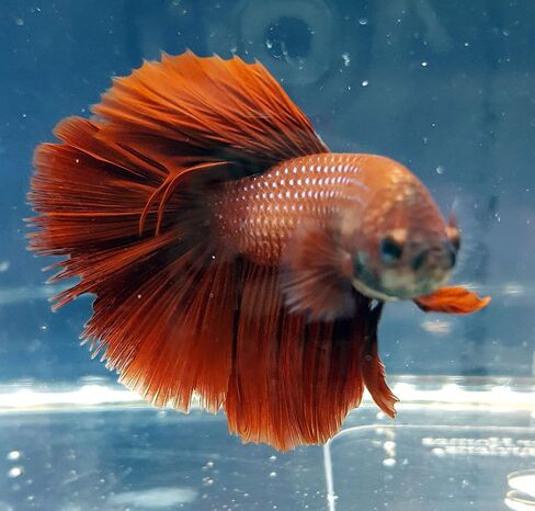 Betta Splendens Siamese Male Fighting Fish - Assorted Colors | Live Tropical Aquarium Fish in Saudi Arabia