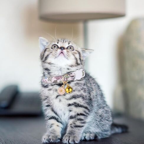 2 حزمة القطن المنفصلة طوقا طوق حيوان أليف لطيف مع جرس زهرة قلادة قلادة هريرة الأزهار الياقات المزخرفة قابلة للتعديل 7-11 بوصة مناسبة للفتاة الفتاة القطط الذكور القطط in Kuwait