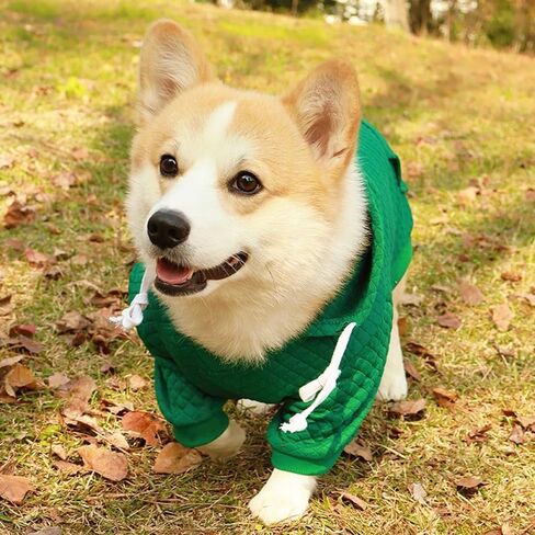 Basic Dog Hoodies with D-Ring Puppy Sweatshirt for Small Dogs Boy Girl Holiday Cat Sweater Hooded Pet Outfit Doggy Apparel Yorkie Chihuahua Clothes (Green, Medium) in Kuwait